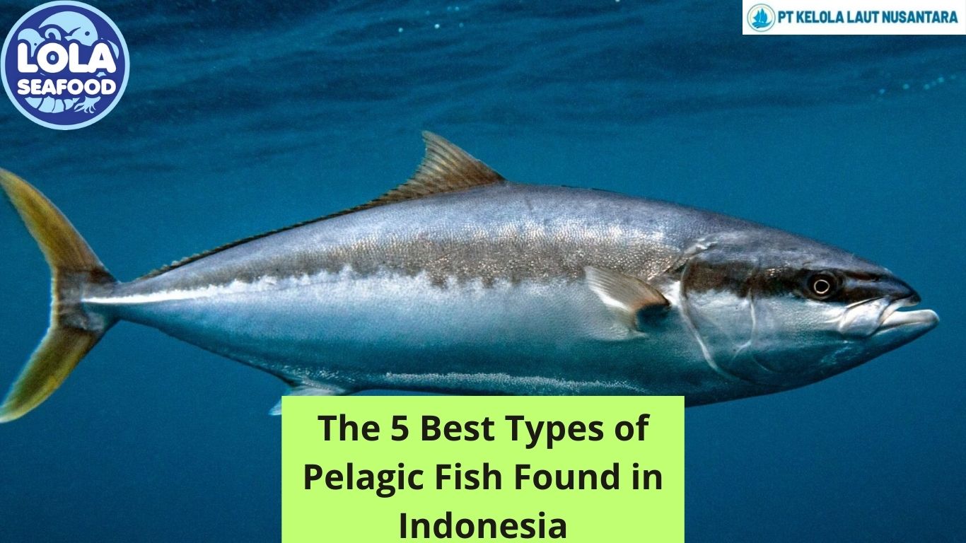 The 5 Best Types of Pelagic Fish Found in Indonesia